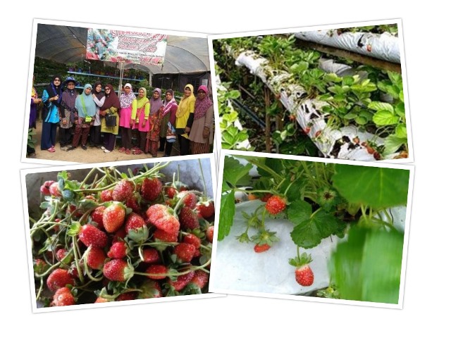 collage strawberry